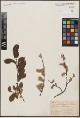 Foto von Salix aurita L. x Salix lapponum L.